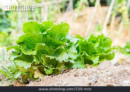 
                Kopfsalat, Gemüsebeet                   