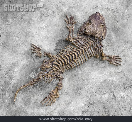 
                Fossil, Paläontologie, Seymouria                   