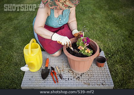 
                Gartenarbeit, Blumentopf, Gärtnern, Einpflanzen                   
