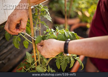 
                Tomate, Stabilität, Festbinden, Tomatenpflanze, Rankhilfe                   