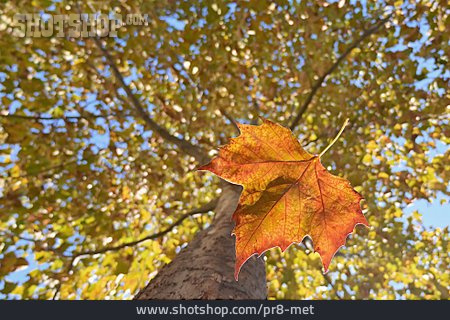 
                Ahornbaum, Fallen, Herbstblatt                   