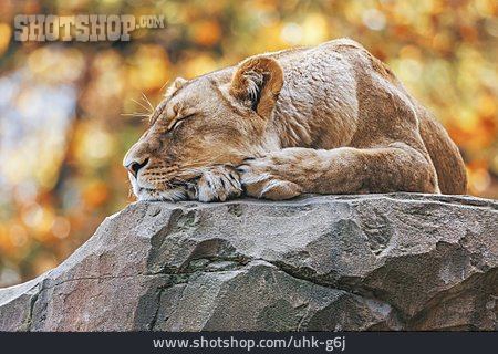 
                Lioness                   