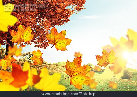 
                Autumn, Autumn Leaves, Autumn                   