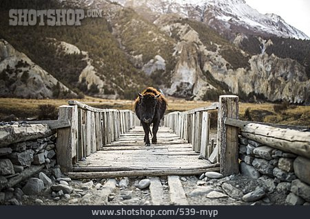 
                Brücke, Bison, Himalaya                   
