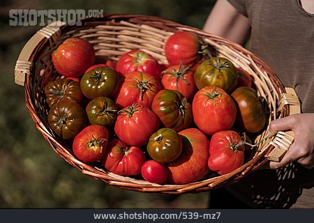 
                Korb, Tomate, Ernte                   