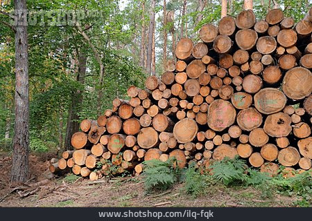 
                Holzstapel, Baumstamm, Forstwirtschaft                   