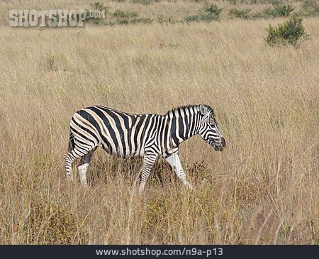 
                Zebra, Bergzebra                   