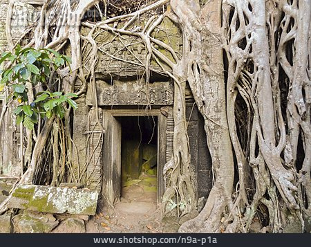 
                Tempelanlage, Baumwurzel, Angkor Thom                   