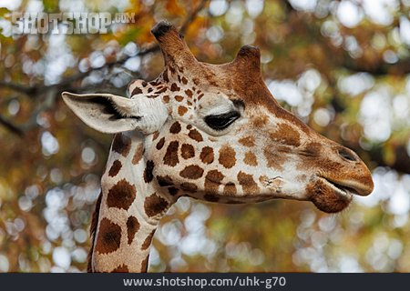 
                Giraffe                   
