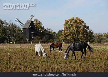 
                Weide, Pferde, Windmühle                   