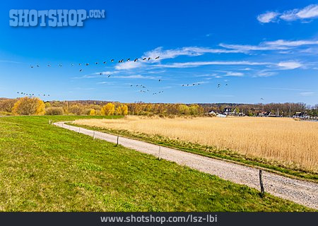 
                Landschaft, Weg, Vogelschwarm, Hiddensee                   