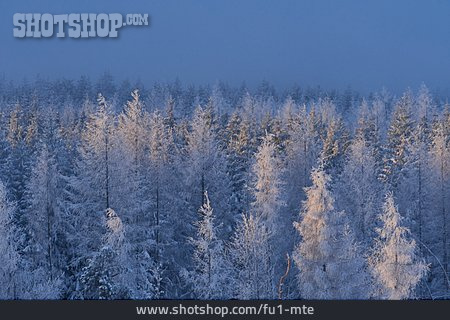 
                Wald, Winter, Fichten                   
