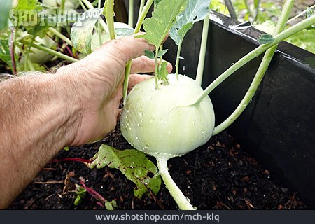 
                Kohlrabi, Ernten                   