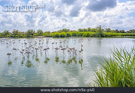 
                Flamingoherde, Regionaler Naturpark Camargue                   