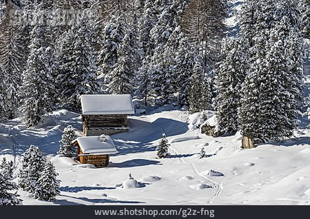 
                Winter, Verschneit, Nadelwald, Holzhaus                   