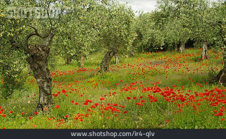 
                Mohnblüte, Olivenbaum                   