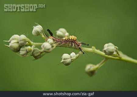 
                Schmetterlingsraupe, Schlehen-bürstenspinner                   