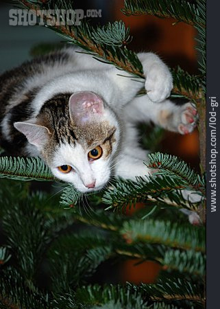 
                Katze, Tannenbaum                   