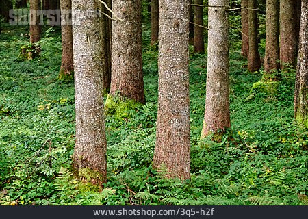 
                Wald, Baumstamm, Nadelwald                   