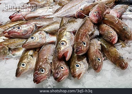 
                Fisch, Fischmarkt, Goldbrasse                   