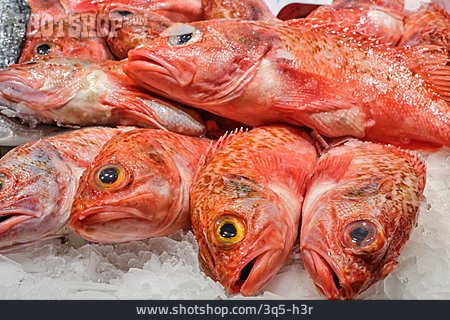 
                Fischmarkt, Speisefisch, Rotbarbe                   