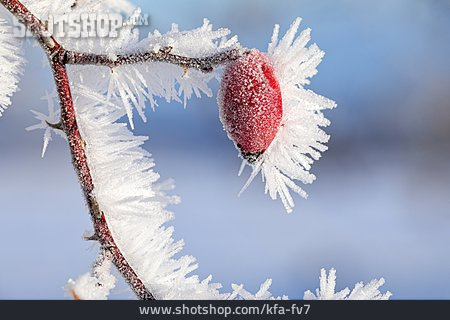
                Winter, Hagebutte, Frost, Eiskristall                   