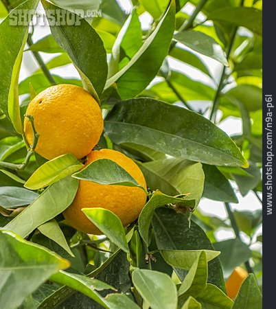 
                Orangen, Orangenbaum                   