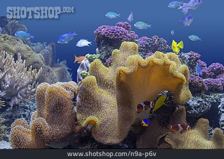 
                Unterwasser, Koralle, Fische                   