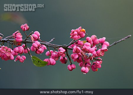 
                Flowers, Common Spindle                   