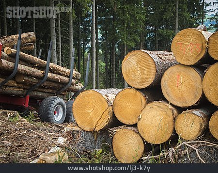 
                Baumstamm, Forstwirtschaft, Verladung                   