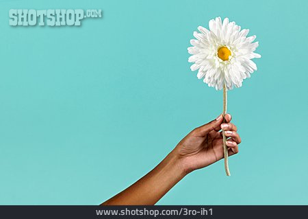 
                Halten, Blume, Hand, Person Of Color                   