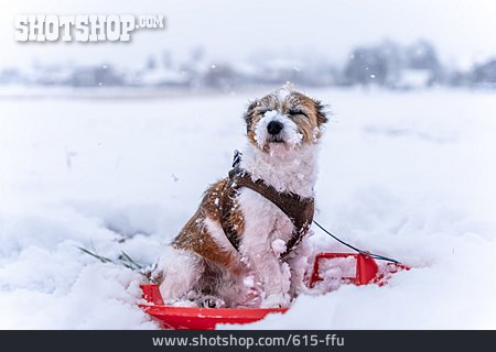 
                Schnee, Hund, Schlitten                   