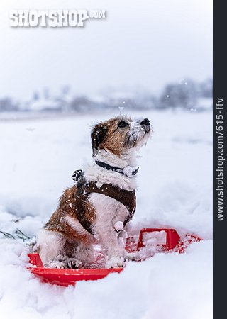 
                Schnee, Hund, Schlitten                   