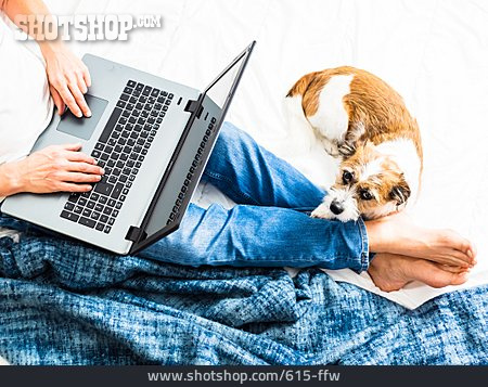 
                Hund, Laptop, Online                   