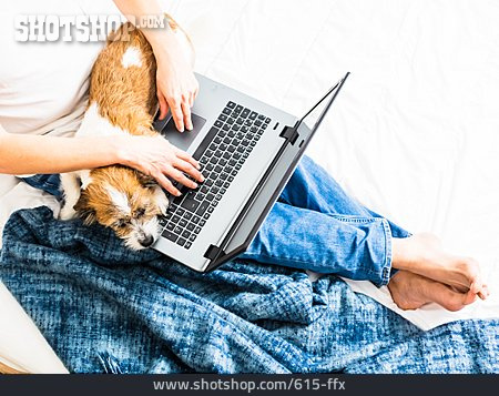 
                Zuhause, Hund, Laptop, Online                   