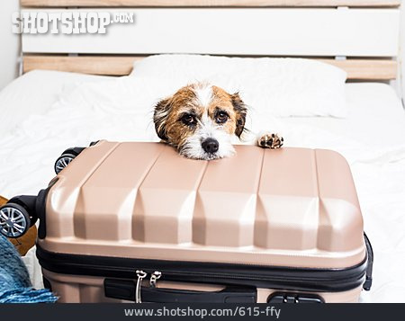 
                Hund, Reisekoffer                   