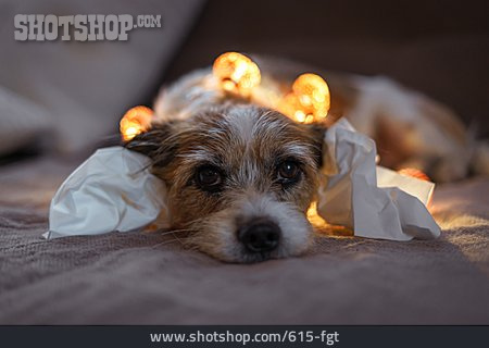 
                Hund, Neujahr, Ohren, Taschentuch, Lärmempfindlich                   