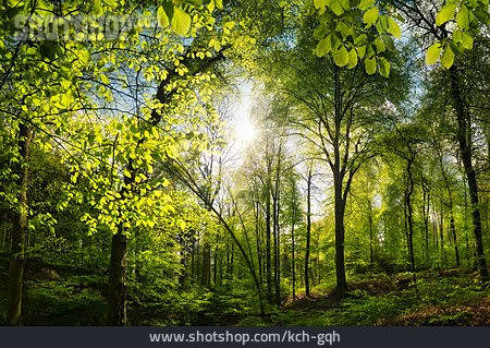 
                Wald, Frühling, Sonnig                   
