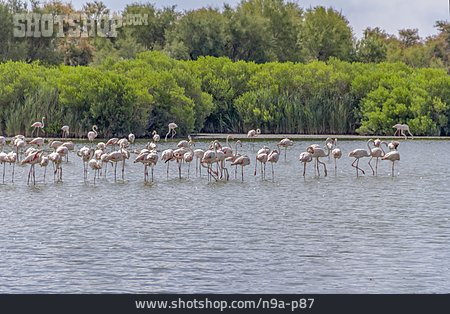 
                Flamingo, Flamingoherde                   