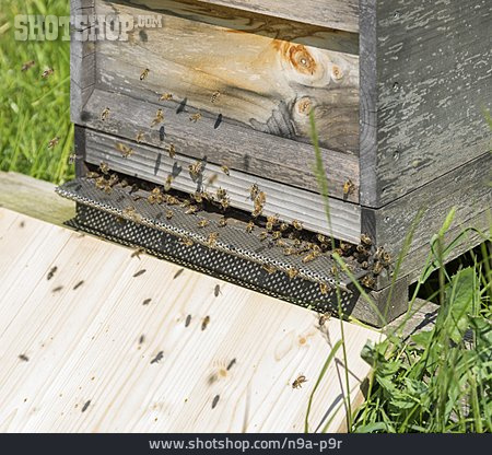 
                Bienen, Bienenstock, Honigbienen                   