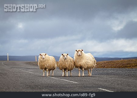 
                Schafe, Landstraße                   