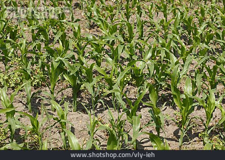
                Landwirtschaft, Anbau, Maispflanze                   