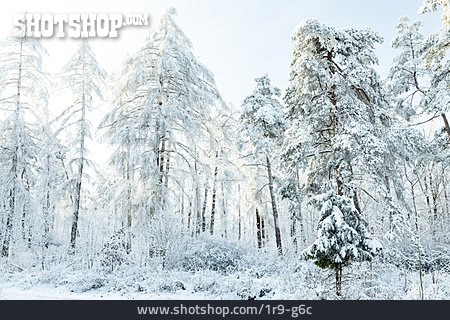 
                Wald, Winter, Verschneit                   