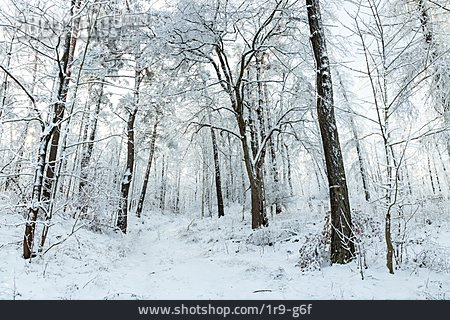
                Wald, Winter, Waldweg, Verschneit                   