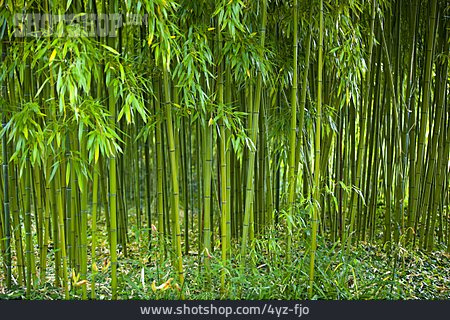 
                Bambus, Bambuswald, Bambusrohr                   