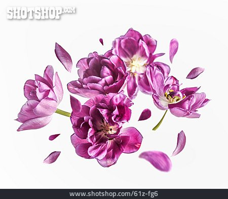 
                Tulpe, Blüten                   