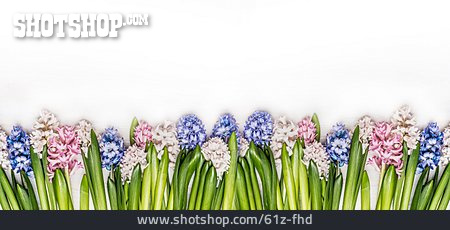 
                Hyacinth, Hyacinth                   