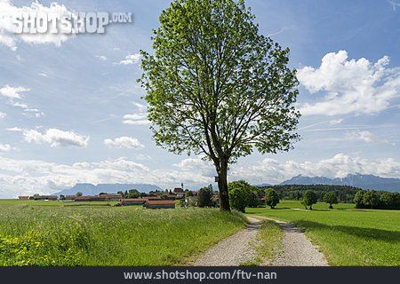 
                Baum, Weg, Berchtesgadener Land                   