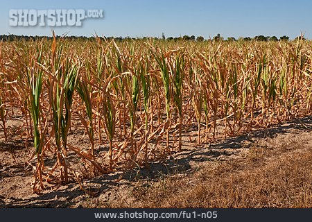 
                Landwirtschaft, Trockenheit, Maisfeld                   