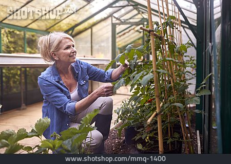 
                Greenhouse, Outbuilding, Tomato Plant, Gardening                   